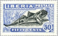 Atlantic Mudskipper (Periophthalmus barbarus)