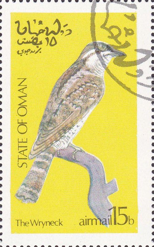 The Wryneck