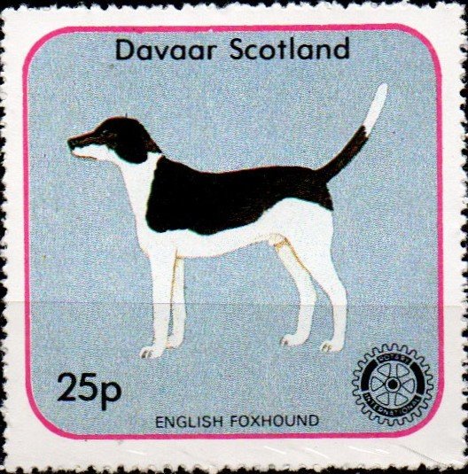 English Foxhound, Rotary International