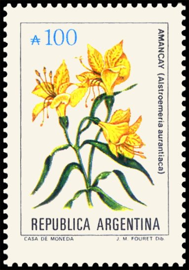 Amancay (Alstroemeria aurantiaca)