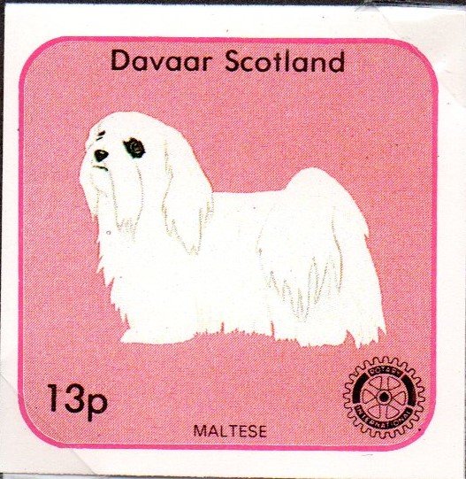 Maltese, Rotary International