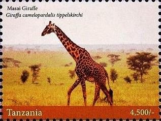 Giraffes