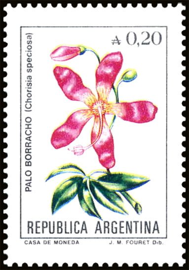 Palo Borracho (Chorisia speciosa)