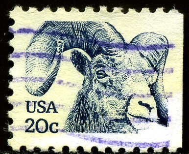 Bighorn Sheep (Ovis canadensis)
