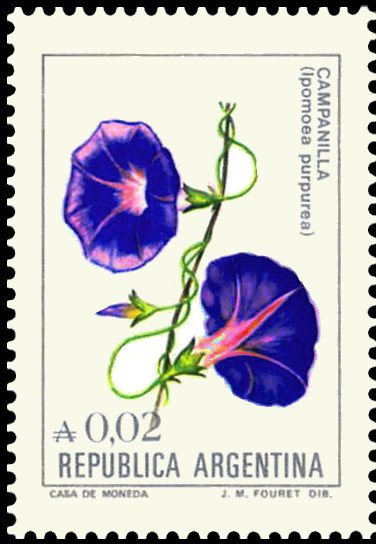 Campanilla (Ipomea purpurea)