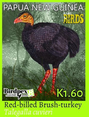 Red-billed Brushturkey (Talegalla cuvieri)
