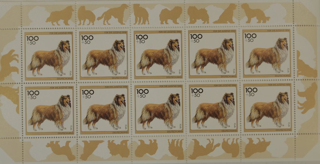 Für die Jugend, Hunde, Bernhardiner