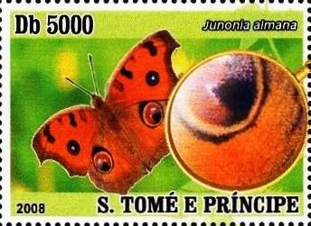 Junonia almana