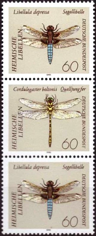 Dragonflies