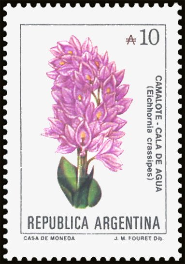 Camalote (Eichhornia crassipes)