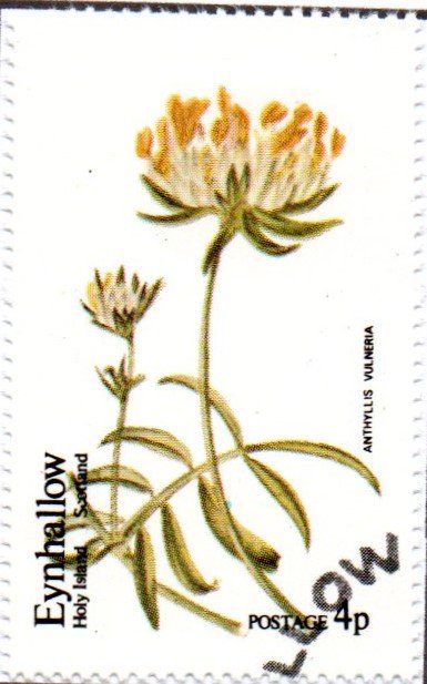 Anthyllis vulneria