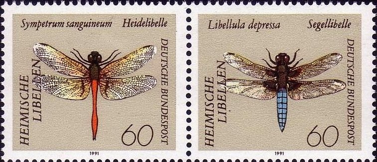 Dragonflies