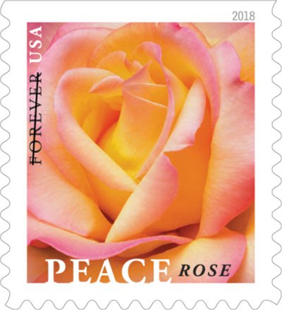 Peace Rose