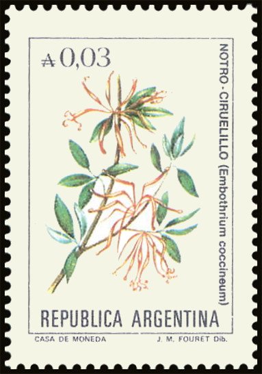Notro - Ciruelillo (Embothrium coccineum)