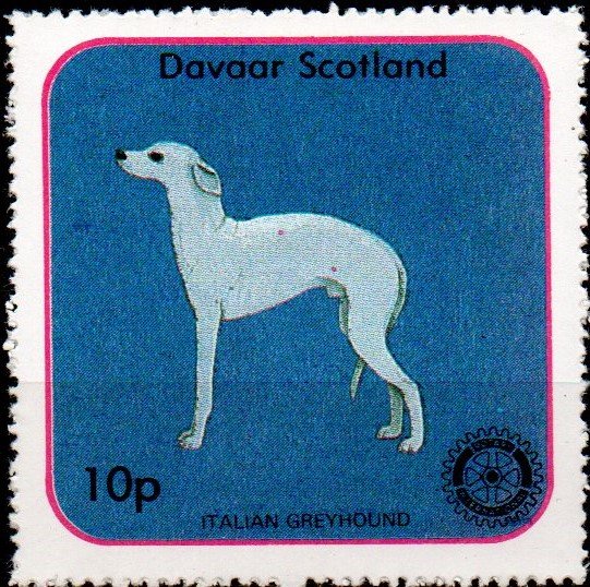 Italian Greyhound, Rotary International