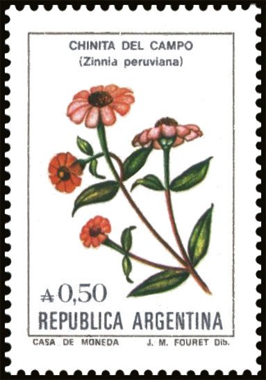 Chinita del campo (Zinnia peruviana)