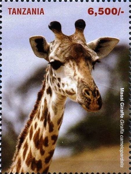 Giraffes