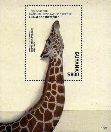 Giraffe