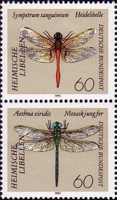 Dragonflies