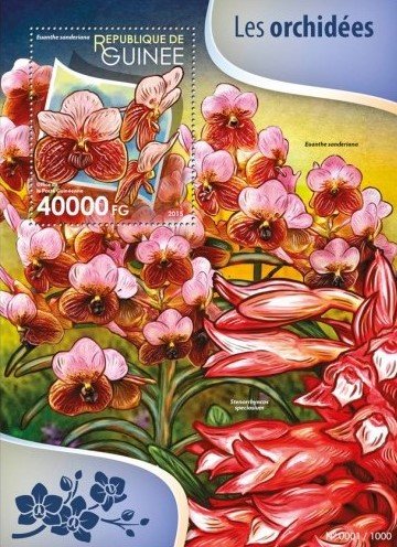 Orchids