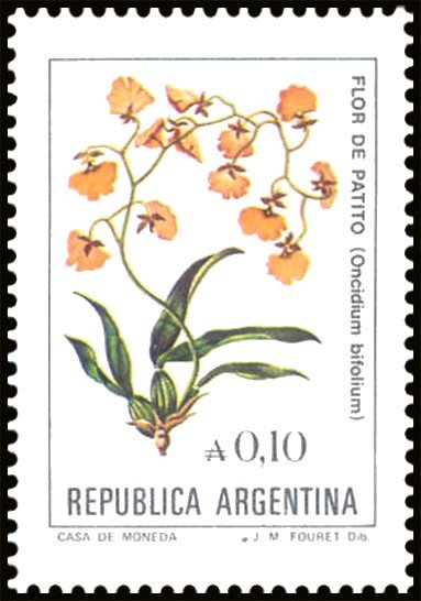 Flor de Patito (Oncidium bifolium)