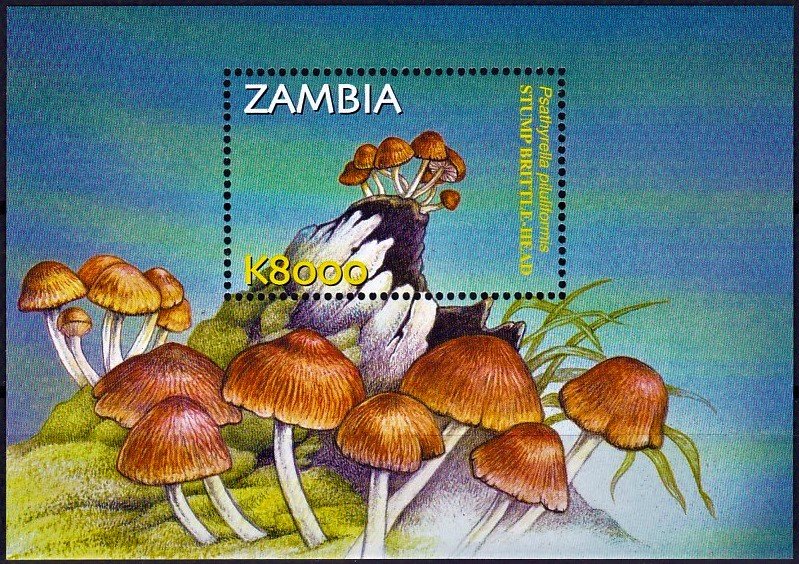 Psathyrella piluliformis