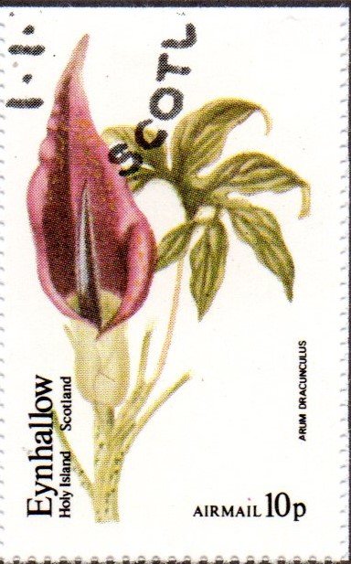 Arum dracunculus