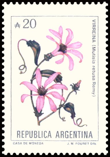 Virrenya (Mutisia retusa)