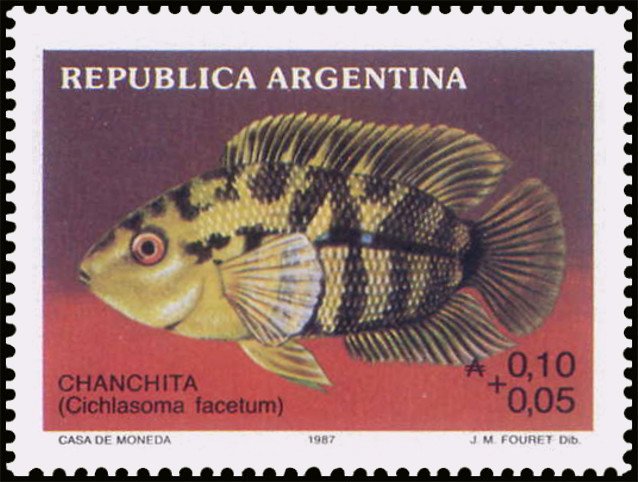 Chanchita (Cichlasoma facetum)