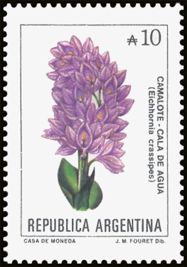 Camalote (Eichhornia crassipes)