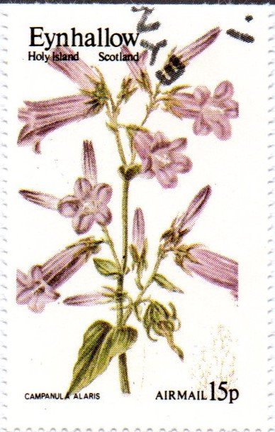 Campanula alaris