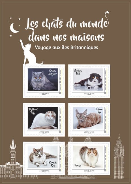 Cat Breeds of The British Isles
