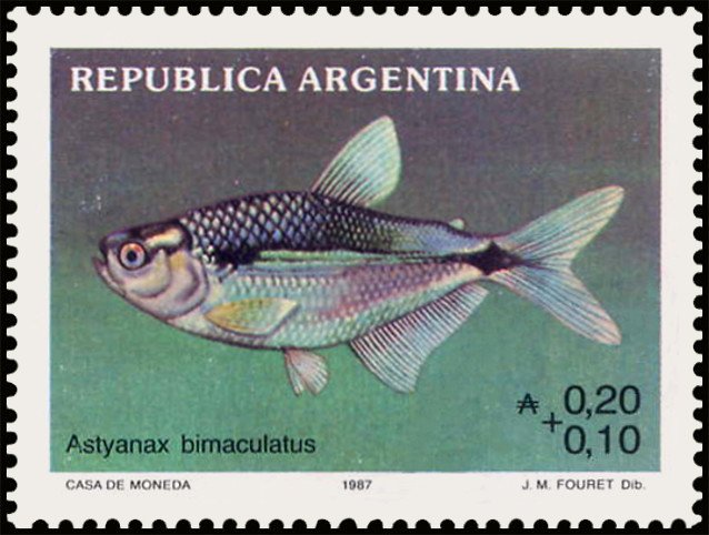 Astyanax bimaculatus