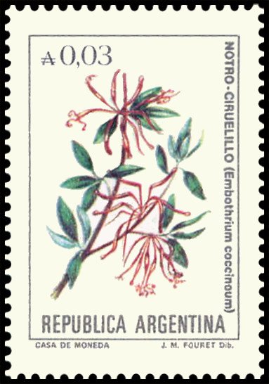 Notro - Ciiruelillo (Embothrium coccineum)