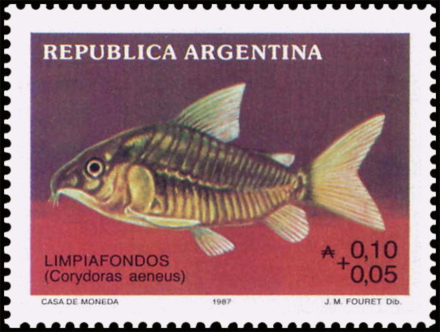 Limpiafondos (Corydoras aenus)