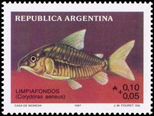 Stamp, Limpiafondos (Corydoras aenus), Argentina,  , Animals (Fauna), Fishes