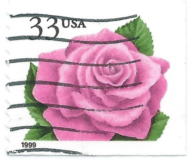 Coral Pink Rose