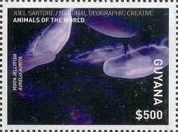 Moon Jellyfish