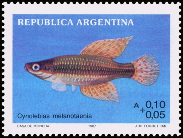 Cynolebias melanotaenia