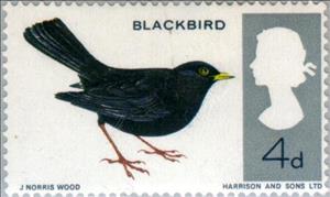 Stamp, Common Blackbird (Turdus merula) - Phosphor, United Kingdom of Great Britain & Northern Ireland,  , Animals (Fauna), Birds