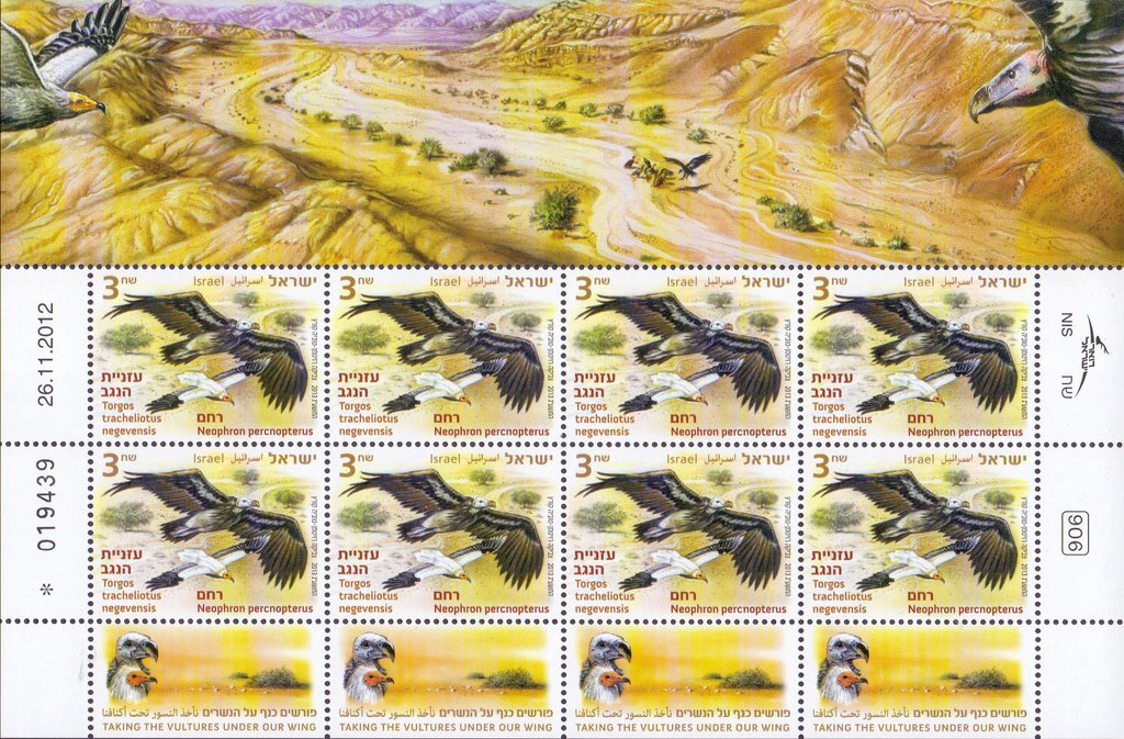 Lappet-faced Vulture (Torgos tracheliotus), Egyptian Vulture