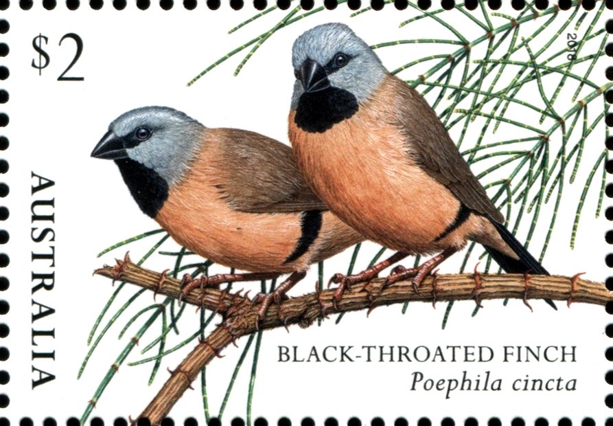 Black-throaated Finch (Poephila cincta)