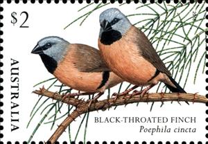 Stamp, Black-throaated Finch (Poephila cincta), Australia,  , Animals (Fauna), Birds