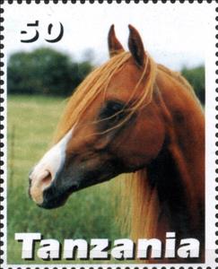 Stamp, Horse, Cinderellas,  , Animals (Fauna), Horses, Mammals
