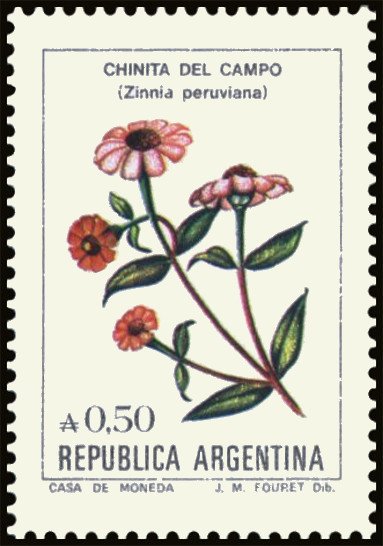 Chinita del campo (Zinnia peruviana)