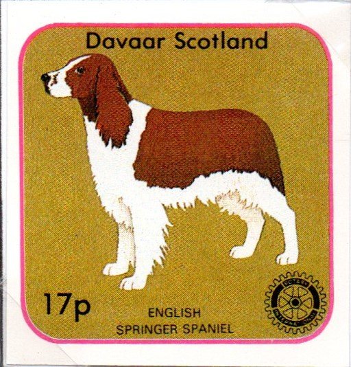 English Springer Spaniel, Rotary International