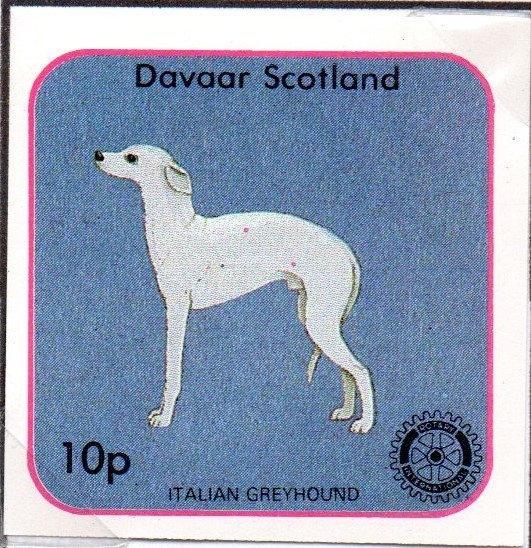 Italian Greyhound, Rotary International