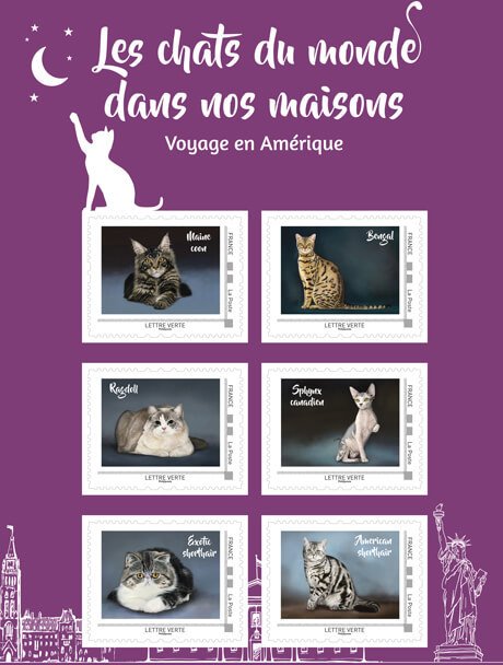 Cat Breeds of the Americas