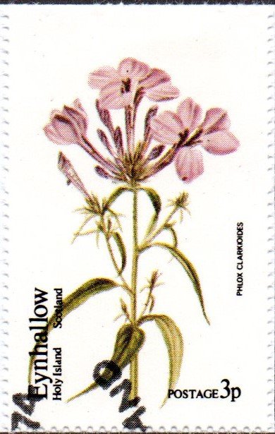 Phlox clarkioides