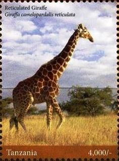 Giraffes
